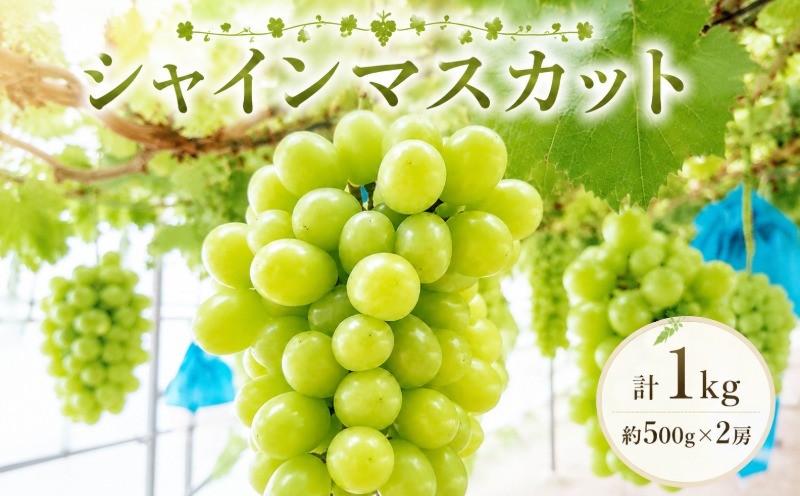 
                  【9月より順次発送】 シャインマスカット 約500g × 2房 計1kg 鉾田市産シャインマスカット マスカット しゃいんますかっと シャインマスカット 茨城県 鉾田市 ブドウ 茨城県産シャインマスカット 期間限定 先行予約 茨城 鉾田 ほこた SUGAYA Spring Farm
                