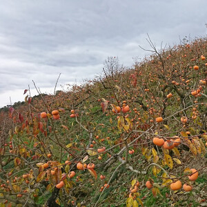 【高野山麓園直送】秋の味覚「富有柿」 9～10玉入り【1021238】