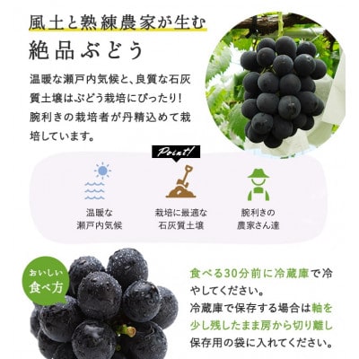 岡山県産 ぼっけえ大粒ニューピオーネ1房(800g以上) 化粧箱入り【配送不可地域：離島・北海道・沖縄県】