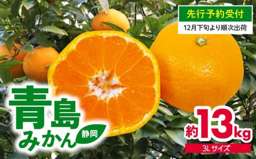 【 先行予約 : 12月下旬～1月下旬発送予定 】みかん 13kg 青島 特大 ミカン 果物 国産 フルーツ 柑橘 静岡県産 蜜柑 ビタミン 美味しい 静岡県 藤枝市