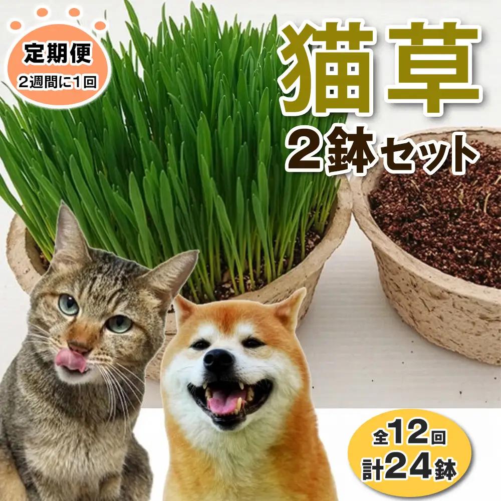 [定期便／2週間に1回 全12回] 猫草2鉢セット×12回 (計24鉢) [1198]