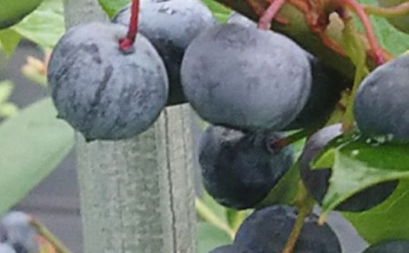 【2026年6月～8月ご利用分】ブルーベリー狩り体験体験チケット（ペア） 