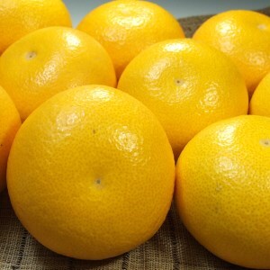 八朔(はっさく)約5kg サイズおまかせ　紀伊国屋文左衛門本舗 ※2026年1月下旬～2026年4月上旬頃に発送予定【kztb410B】