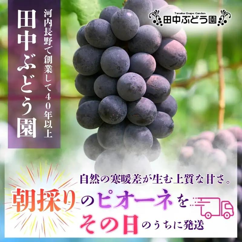 【2026年8月中旬頃出荷分先行予約】田中ぶどう園 厳選 ピオーネ 約2.0kg（3～4房） 