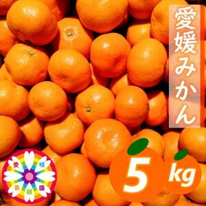 「 愛媛 みかん 」約5kg《 愛咲果樹園 》【C71-5】_美味しいみかん 美味しいミカン おいしいみかん おいしいミカン 人気のみかん 人気のミカン 国産みかん 国産ミカン 八幡浜みかん 八幡浜ミカン 甘いみかん 甘いミカン あまいみかん アマイミカン 果物みかん くだものみかん 果物ミカン クダモノミカン 美味しい柑橘 美味しいカンキツ おいしい柑橘 おいしいカンキツ 人気の柑橘 人気のカンキツ 国産柑橘 国産カンキツ 八幡浜柑橘 八幡浜カンキツ 甘い柑橘 甘いカンキツ あまい柑橘 アマイカンキツ 果