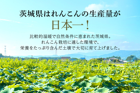 【数量限定・先行予約】縁起物野菜「れんこん」 約4kg れんこん レンコン 蓮根 茨城 国産 お正月 おせち 野菜 17-M ＜11月中旬～12月上旬発送予定＞