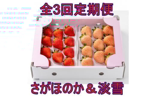 
            【定期便セット】【全3回】岸川農園のいちご「さがほのか&淡雪」各1P×3回
          