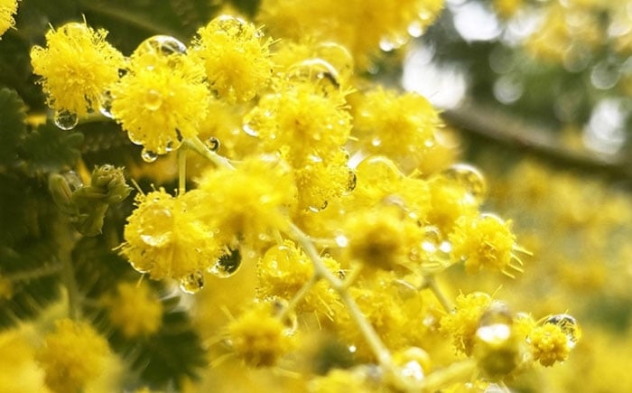 生花 フラワー インテリア 花 お花 花束 ギフト プレゼント ガーデニング