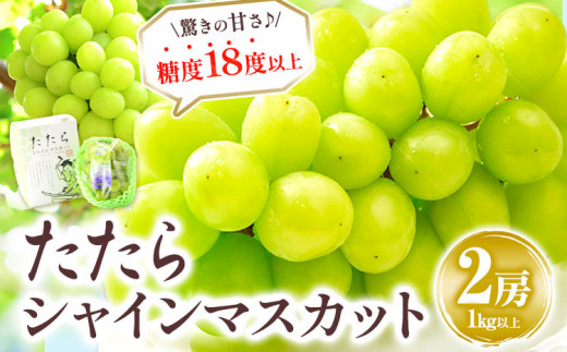 【先行予約】 たたらみねらる シャインマスカット 2房 計1㎏以上 先行予約 数量限定 シャイン マスカット 糖度18度以上 甘い 朝どれ ぶどう ブドウ 葡萄 岡山県産 笠岡市  《2026年8月下旬-10月下旬頃出荷予定》