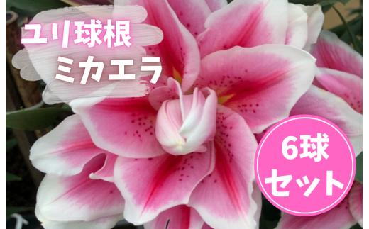 【ゆり球根】ミカエラ（八重ピンク淵が白）/計6球