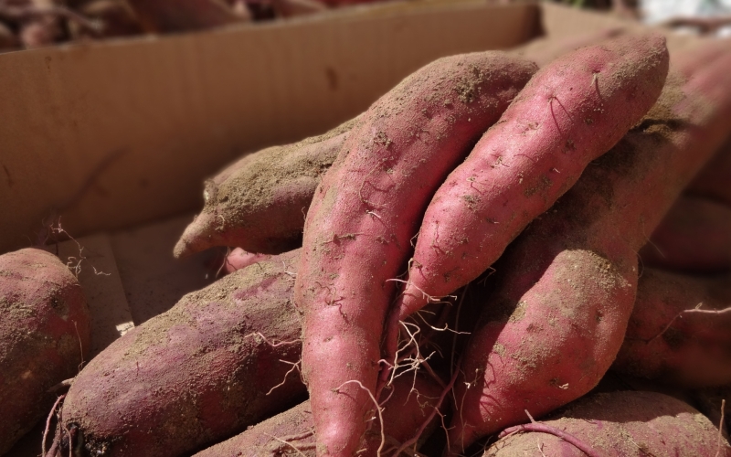 【先行予約】甘くてしっとり★さつまいも(紅はるか)10kg / さつまいも 芋 お芋 紅はるか