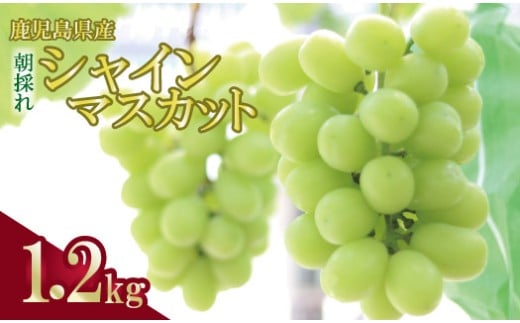 ＼朝採れ／ 鹿児島県産 シャインマスカット 1.2kg（2房）ASR-2227