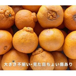 【糖度14.0以上酸1.4以下】糖酸選別品 愛媛産 訳あり 不知火(しらぬひ)5kg【C20-64】【配送不可地域：離島】【1620236】