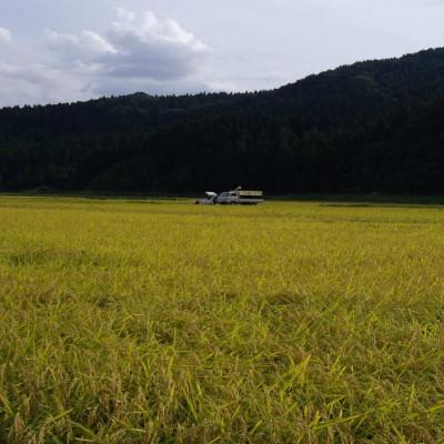 ふるさと納税 関川村 炊きたてつやつや R7年産 新潟関川村産 岩船米こしひかり 5kg [星山米店] |  | 02