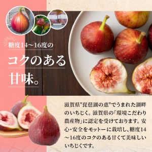 湖畔のいちじく　4パック　美活 果物 フルーツ 