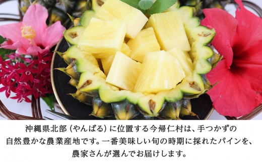 【先行予約】【2025年5月中旬~6月頃配送】今帰仁産パイン