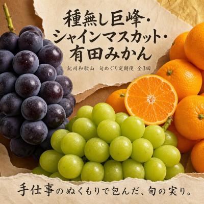 ふるさと納税 かつらぎ町 【発送月固定定期便】紀州和歌山産旬のフルーツセット(種なし巨峰・シャイン・みかん)全3回