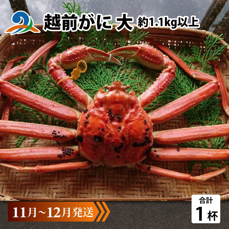 【ふるさと納税】【先行予約】越前がに 大 (約1.1kg以上)×1杯 【11月～12月発送】/ 雄 ズワイガニ ずわいがに ズワイ蟹 越前ガニ ボイル 冷蔵 ご自宅用 カニ しゃぶしゃぶ 海鮮 カニすき カニ鍋 カニしゃぶ かに 国産 南越前町 送料無料