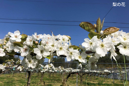 セミドライフルーツ　BillieAmber（ビリィアンバー）3種×各1袋 【211_0001】