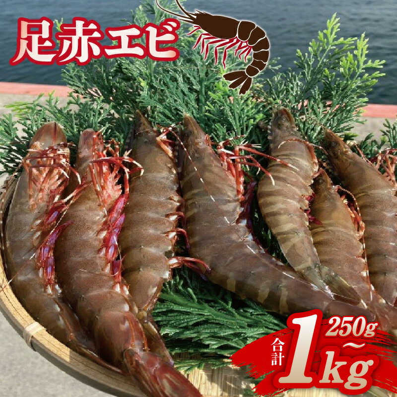 【ふるさと納税】足赤エビ 250g / 500g / 1kg 冷凍 真空パック 国産 えび 天然 ぷりぷり 海鮮 水揚げ 生食可 生食 新鮮 高級種 地場産 大阪府産 急速冷凍 甘み 刺身 天ぷら 塩焼き アヒージョ エビフライ 水産加工品 食品 お取り寄せグルメ 大阪府 泉佐野市 送料無料