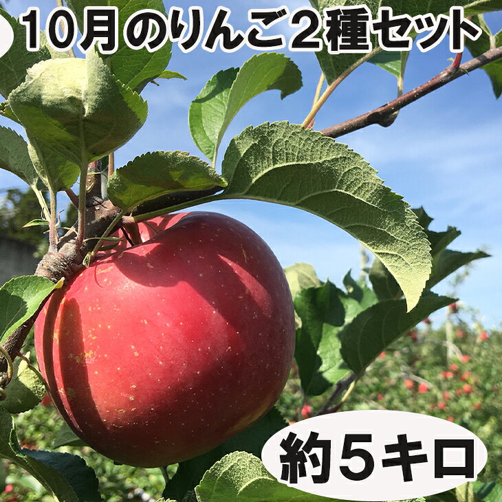 【ふるさと納税】10月りんご2種詰め合わせセット 約5kg （12〜15玉） 早生ふじ 紅いわて 10月発送 花巻産 ふるさと納税 りんご