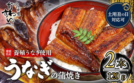 【容量選択可】【土用丑の日】【7月24日にお届け！】〈うなぎ屋かわすい〉愛媛県松山市養殖うなぎを使用！うなぎ蒲焼 2本 (1尾：120ｇ～149ｇ)  ｜うなぎ ウナギ 鰻 蒲焼き 国産 お取り寄せ グルメ ふるさと納税  簡単調理 土用丑の日 ギフト 贈り物 お中元 お歳暮 母の日 父の日  かわすい 川口水産 愛媛県 松山市