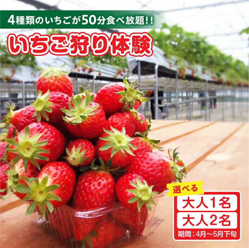 【ふるさと納税】4種類のいちごが50分食べ放題！！ いちご狩り体験【4月～5月下旬】【人数選択】 苺 食べ放題 いちご狩り チケット 章姫 紅ほっぺ ゆめのか よつぼし 苺のおうち 持ち込みOK 美味しい 旬の苺 レジャー 人気返礼品 送料無料