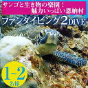 【ふるさと納税】サンゴと生き物の楽園！魅力いっぱい恩納村ファンダイビング（2DIVE）1名様～2名様