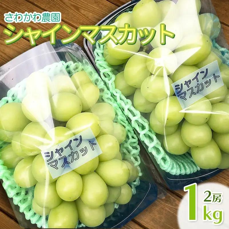 【令和8年産先行予約】シャインマスカット 1kg（2房）山形県鶴岡市産　さわかわ農園