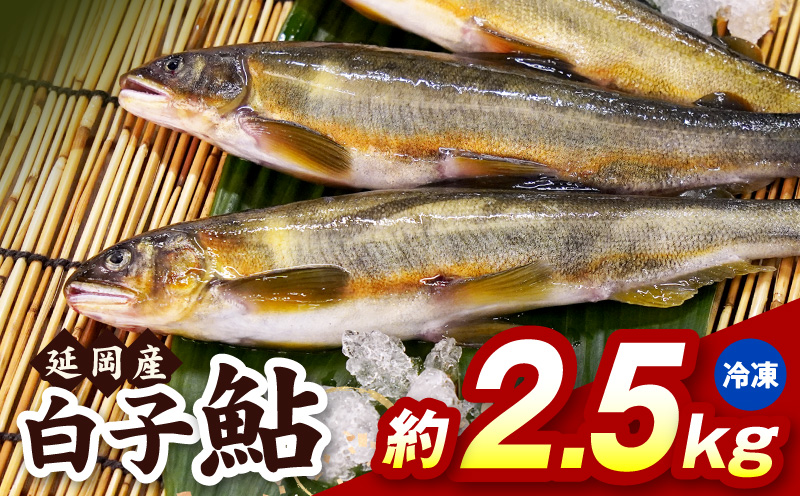 【冷凍】白子鮎約2.5kg N070-YB926-2