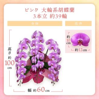 胡蝶蘭 ピンク大輪3本立 39輪 ※お届け不可地域あり【008B-011】