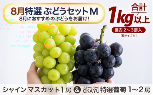 【先行予約】8月特選 ぶどうセットM　1kg以上（2～3房）／ 葡萄 シャインマスカット シャイン 品種 おまかせ あわら 農家おすすめ ※2025年8月より順次発送