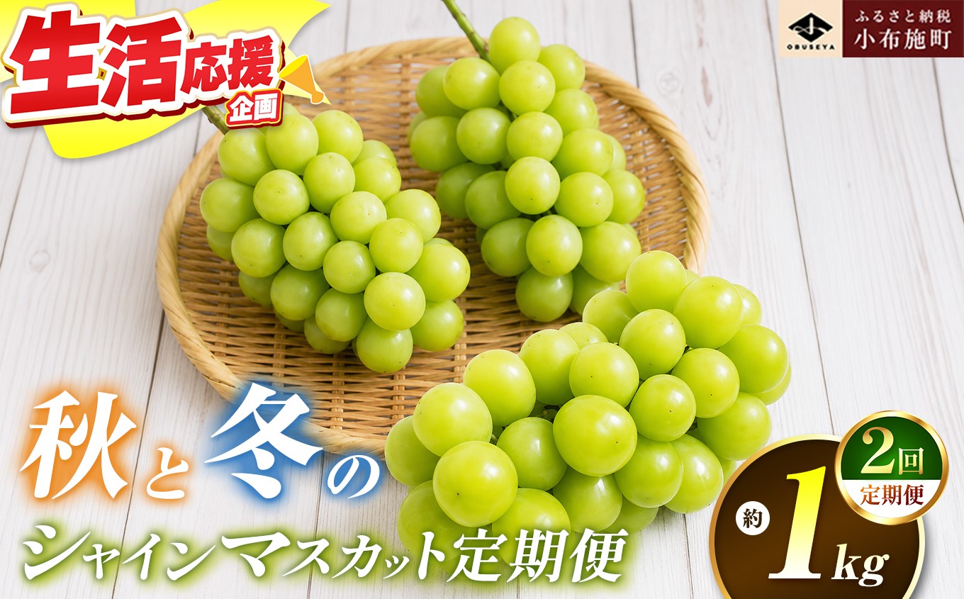 
                  秋と冬のシャインマスカット2回定期便 約1kg × 2回 合計 約2kg ［小布施屋］ フルーツ ぶどう 果物 くだもの 葡萄 ブドウ 長野県産 信州産 クール便 冷蔵便 数量限定 先行予約 送料無料 令和8年産 【2026年10月～12月発送】［J-8］
                