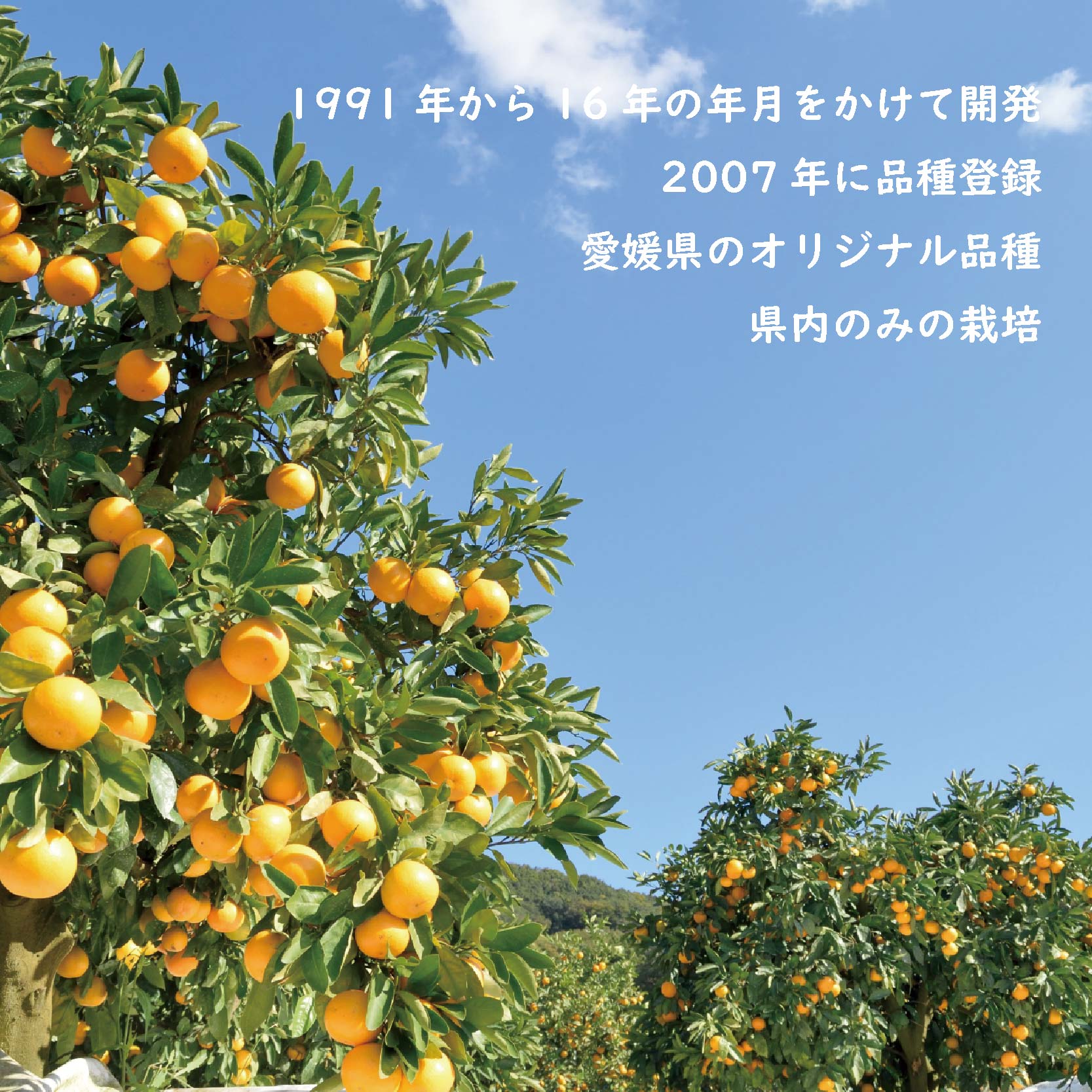 紅まどんな 1.5kg (5～8玉) ミニ化粧箱 青秀 愛媛県産 【2026年12月中旬から順次発送】 | まどんな べにまどんな ベニマドンナ 紅マドンナ フツール 果物 くだもの 柑橘 贈答 ギフ
