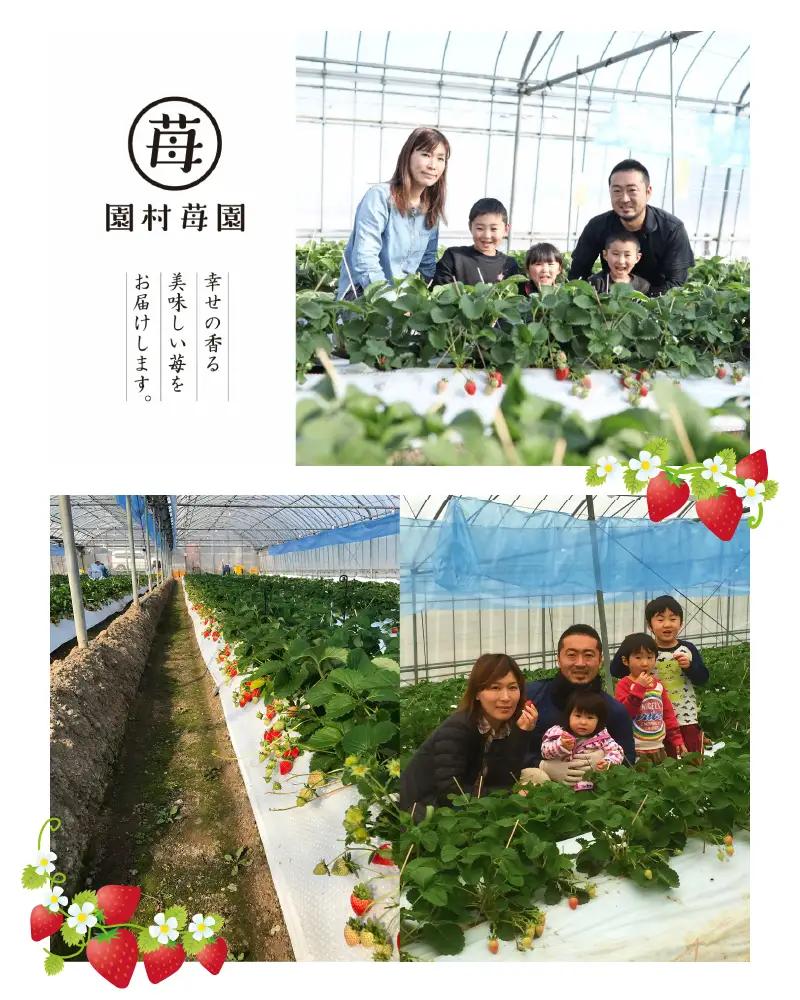 【先行受付】園村苺園　完熟冷凍いちご「ぷち苺」1kg（500g×2パック）【定期便 12回】_U74-T019_12