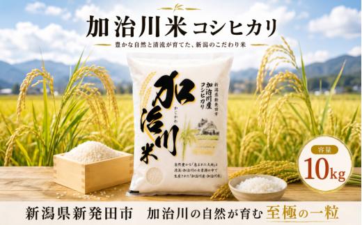 【加治川米コシヒカリ】 新潟県産 令和7年産 コシヒカリ 10kg  令和7年産 新潟県 新発田市 加治川産  新発田産 新潟 ふるさと納税 精米 米 お米  こしひかり 白米 米 お米 こめ コメ ライス ご飯 ごはん 美味しい 贈り物 国産 新潟県 新発田市 お取り寄せ 令和7年産米 産地直送 GAP認証 JGAP アグリ加治川 agk003