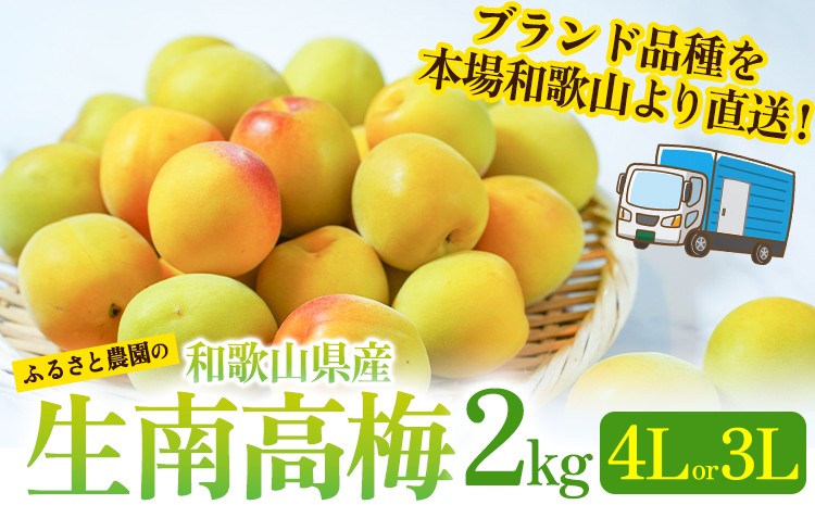 
                  紀州熟南高梅 約2kg 3Lまたは4Lサイズ ふるさと農園《2026年6月上旬-6月中旬頃出荷予定》和歌山県 日高町 梅 うめ 果物 フルーツ 和歌山県産 送料無料 梅酒 梅干し 紀州南高梅
                