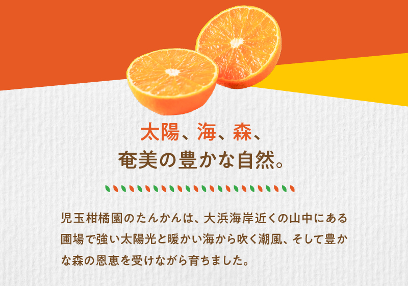 【先行予約】【児玉柑橘園】奄美完熟たんかん 贈答用 2kg＜秀品＞　A061-001