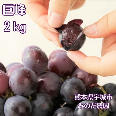 【先行予約】【数量限定】熊本県 宇城市産 巨峰 ぶどう 2kg 【みのだ農園】【配送不可地域：離島】【1429288】