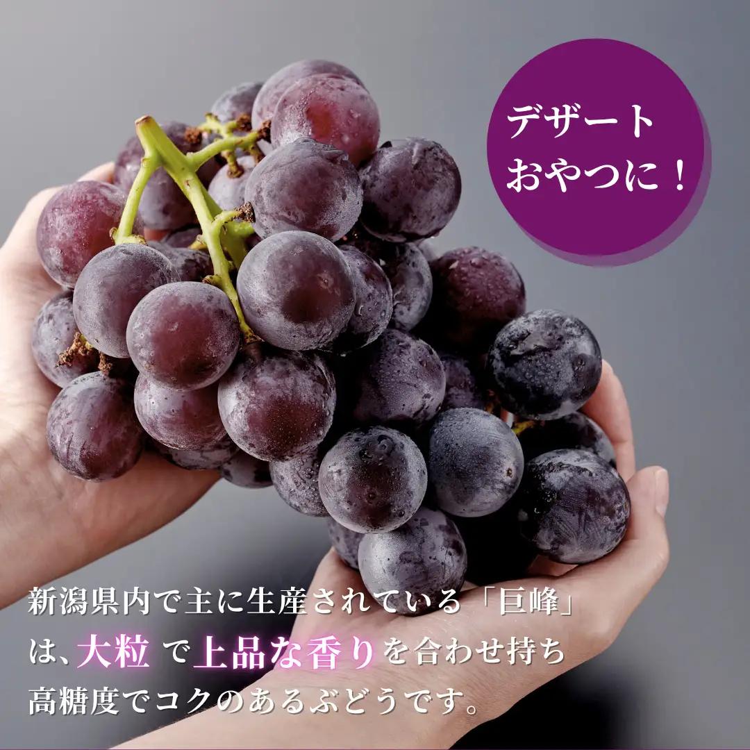 【令和8年産 先行予約】 巨峰 農家こだわりの 巨峰 約2kg |  ぶどう 新潟県 弥彦村 弥彦アグリセンター