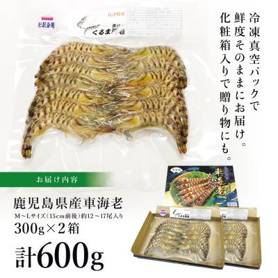 ふるさと納税 南さつま市 【鹿児島県産】活〆 冷凍車海老 計600g(生食) |  | 03