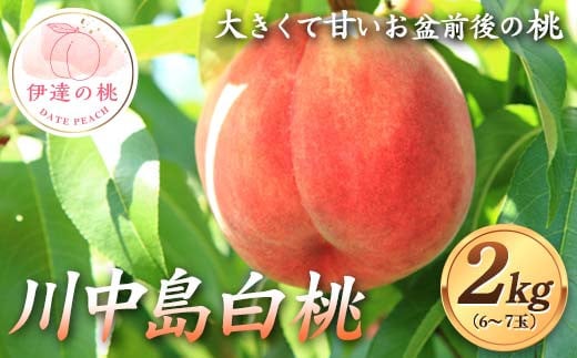 
            大きくて甘いお盆前後の桃 川中島白桃 約2kg（6～7玉） 伊達の桃 桃 もも モモ 果物 くだもの フルーツ 国産 食品 F21C-122
          