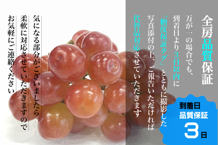 【糖度18度保証付】サンシャインレッド・シャインマスカット食べ比べ 合計約2.1kg 2～5房 FN-Limited 104-021-FN | 「赤いシャインマスカット」【数量限定】旬の美味しいフルー