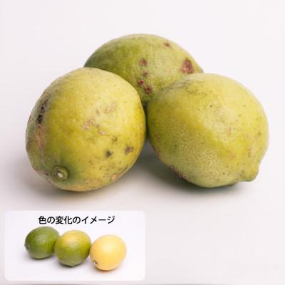 ふるさと納税 有田川町 加工用 レモン7.5kg+250g(傷み補償分)【防腐剤・WAX不使用、国産レモン】【訳あり】 |  | 01