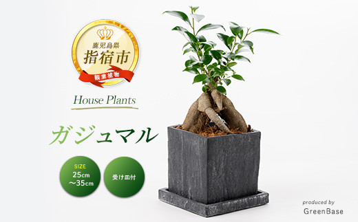 
            2025年6月中旬～発送【観葉植物】ガジュマル 25cm～35cm(Green Base/014-1387) 南国鹿児島県で育った 観葉植物！植物 鉢付 インテリア 室内 オフィス おしゃれ マイナスイオン【配送不可地域：北海道・沖縄県・離島】
          