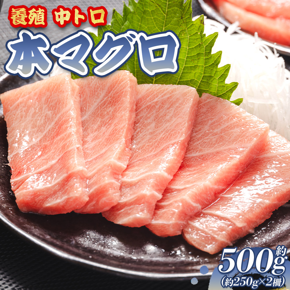 本まぐろ 養殖 中トロ 計約500g 2冊 - 鮪 まぐろ 寿司 刺身 海鮮丼 漬け丼 カルパッチョ おつまみ 海産物 魚介 海の幸 高知県 香南市 oo-0002