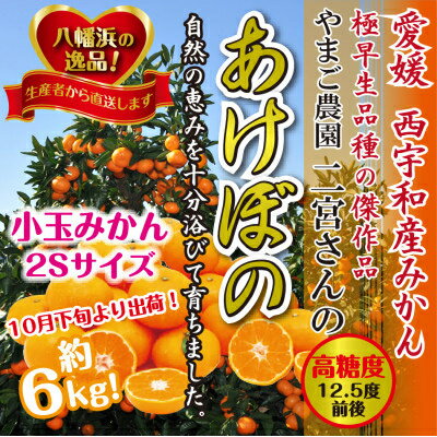 【ふるさと納税】濃厚!やまご農園の「あけぼの小玉」約6kg【C39-21】_ みかん ミカン 柑橘 温州 果物 くだもの フルーツ 旬 愛媛 コク 甘み 国産 産直 産地直送 小玉 旬 濃厚 冷蔵 高糖度 極早生 【配送不可地域：離島・北海道・沖縄県】【1148837】