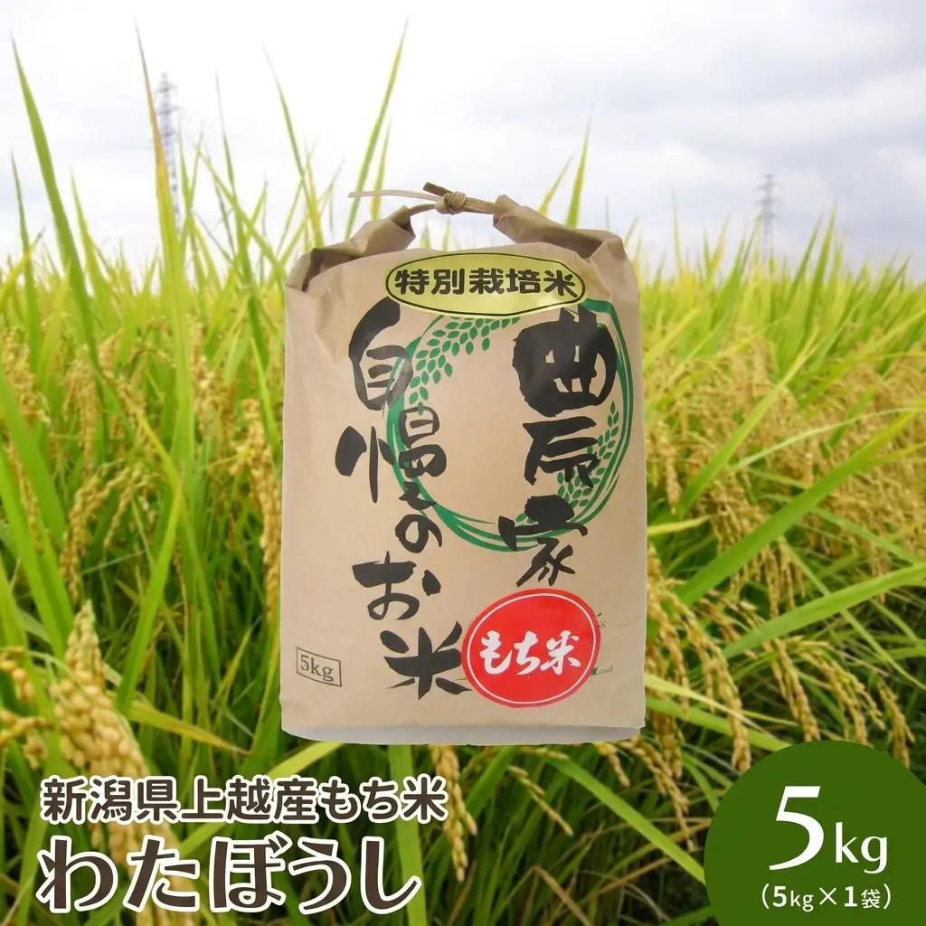 わたぼうし もち米 特別栽培米 上越産 もち米 5kg(白米)