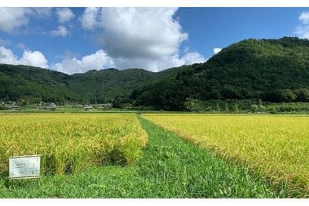 お米のおいしさ伝えたい！特別栽培米コシヒカリ5kg×1 AD14