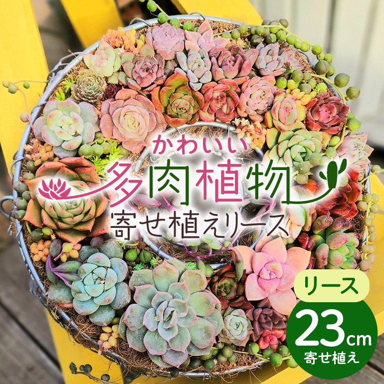 可愛い多肉植物の寄せ植えリース23cm 多肉植物 観葉植物 インテリア 寄せ植え 誕生日プレゼント オシャレ 多肉 観葉 リース 植物 苗 種類 農園直送 栽培 ガーデニング 寄せ植え用 多肉専科